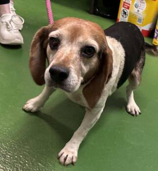 Rescue Beagle Dogs for Adoption in Rustburg, Virginia - Millie - Not At Shelter (Harmony) | PetCurious