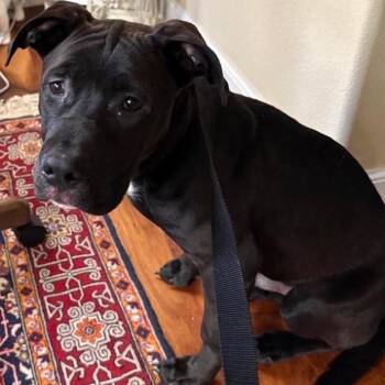 Sonny -  Boxer Dog for Adoption in Northbrook, Illinois - Sonny | PetCurious