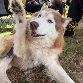 Rescue Husky and Alaskan Malamute Dogs for Adoption in Aberdeen, North Carolina - Copper | PetCurious