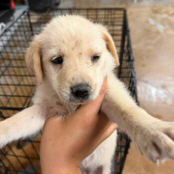 Shepherd and Mixed Breed Dogs Available for Adoption in Edinburg, Texas - Thing 2 | PetCurious