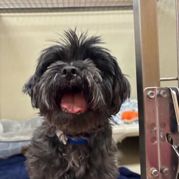 Maxwell 54362 -  Shih Tzu and Mixed Breed Dog for Adoption in Las Vegas, Nevada - Maxwell 54362 | PetCurious