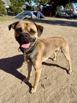 Pug Dogs Available for Adoption - Fry | PetCurious