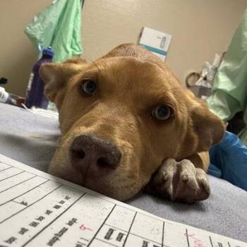 Gouda -  Husky and Mixed Breed Dog for Adoption in Tempe, Arizona - Gouda | PetCurious