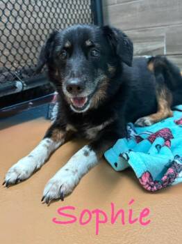 Sophie -  Affenpinscher Dog for Adoption in Fort Pierce, Florida - Sophie | PetCurious