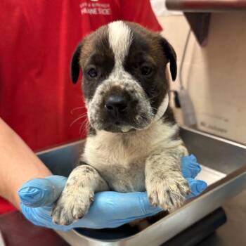 Tanya -  Terrier and Mixed Breed Dog for Adoption in Birmingham, Alabama - Tanya | PetCurious