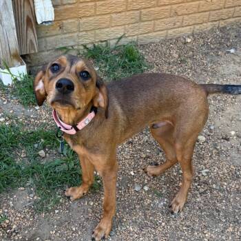Trisken -  Hound and Mixed Breed Dog for Adoption in Fredericksburg, Virginia - Trisken | PetCurious