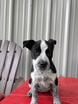 Mixed Breed Dogs Available for Adoption in Lawrenceburg, Tennessee - Pettigrew Pup 3 | PetCurious
