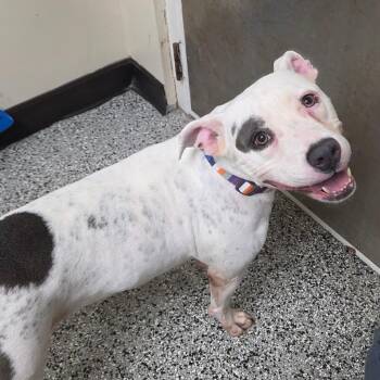 Eva -  English Bulldog and None Dog for Adoption in Lakeland, Florida - Eva | PetCurious