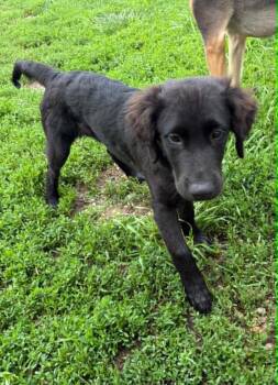 Colt -  Golden Retriever and Flat Coated Retriever Dog for Adoption in West Peoria, Illinois - Colt | PetCurious