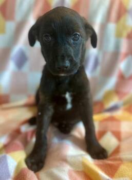Labrador Retriever and Plott Hound Dogs Available for Adoption - Sirius | PetCurious