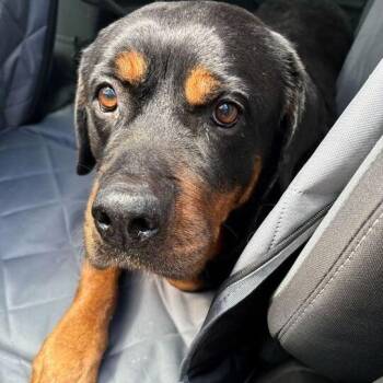 Rottweiler Dogs Available for Adoption in Turlock, California - Diva | PetCurious