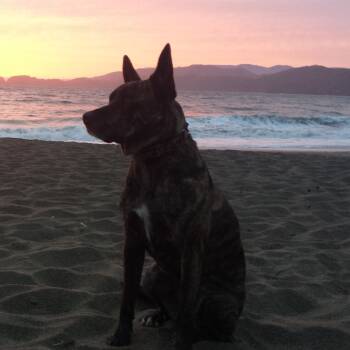 Rescue Mixed Breed Dogs for Adoption in York, Pennsylvania - PPPA-Stray-96 | PetCurious