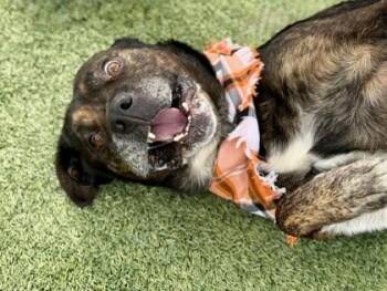 Happy -  Mixed Breed Dog for Adoption in Fort Worth, Texas - Happy | PetCurious