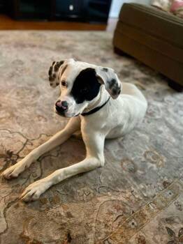 Rescue English Pointer Dogs for Adoption in Huntsville, Alabama - Buddy | PetCurious