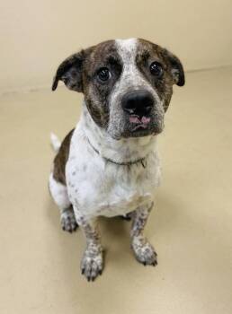 Odin -  Corgi and Australian Cattle Dog Blue Heeler Dog for Adoption in Sparta, North Carolina - Odin | PetCurious
