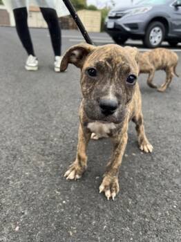 Rescue Pit Bull Terrier Dogs for Adoption in Vallejo, California - Sundance | PetCurious