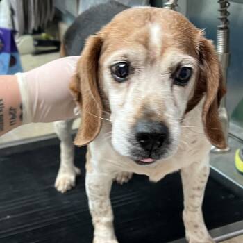 Beagle Dogs Available for Adoption - Chop Stick | PetCurious