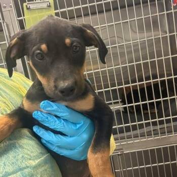 Black Mouth Cur and Mixed Breed Dogs Available for Adoption in Bastrop, Texas - Pistachio 26-05-181 | PetCurious
