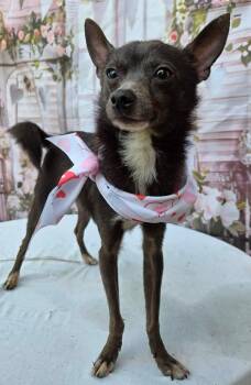 Chiweenie and Italian Greyhound Dogs Available for Adoption in Eatontown, New Jersey - Spinner | PetCurious