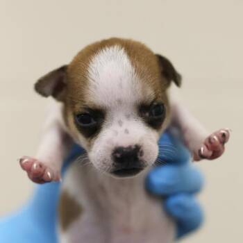 EMBER -  Terrier Dog for Adoption in San Antonio, Texas - EMBER | PetCurious