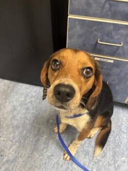 Beaglejuice -  Mixed Breed Dog for Adoption in Charleston, South Carolina - Beaglejuice | PetCurious