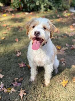 Terrier and Poodle Dogs Available for Adoption - Sammy | PetCurious