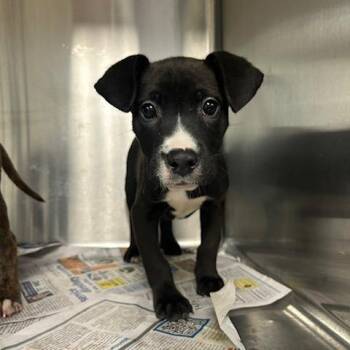 Mixed Breed Dogs Available for Adoption in Knoxville, Tennessee - Jamie | PetCurious