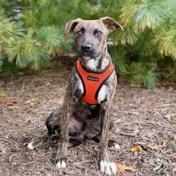 James -  Hound and Pit Bull Terrier Dog for Adoption in East Hampton, New York - James | PetCurious