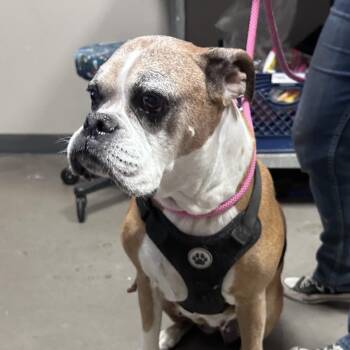 biscuit -  Boxer Dog for Adoption in Yuma, Arizona - Biscuit | PetCurious