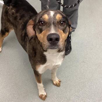 Catahoula Leopard Dog Dogs Available for Adoption - Carbon | PetCurious