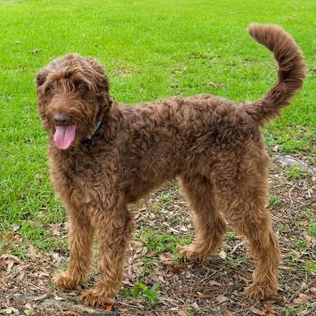 Moxie (Benefactor Dog) -  Poodle and Labrador Retriever Dog for Adoption in New Orleans, Louisiana - Moxie (Benefactor Dog) | PetCurious