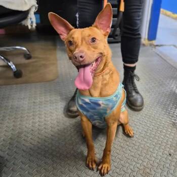 Terrier Dogs Available for Adoption - Knox | PetCurious