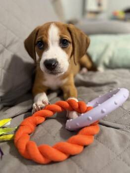 Hound Dogs Available for Adoption in Greenlawn, New York - Pebbles | PetCurious