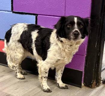 Cocker Spaniel and Cavalier King Charles Spaniel Dogs Available for Adoption in Tifton, Georgia - Oreo | PetCurious