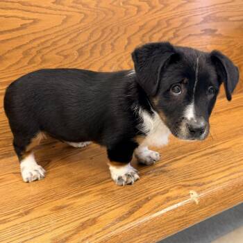 Basset Hound and Mixed Breed Dogs Available for Adoption - Crawdaddy | PetCurious