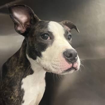 Whisper -  Mixed Breed Dog for Adoption in Chattanooga, Tennessee - Whisper | PetCurious