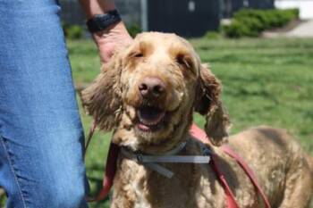 Poodle and Mixed Breed Dogs Available for Adoption in Kansas City, Missouri - Gentry | PetCurious