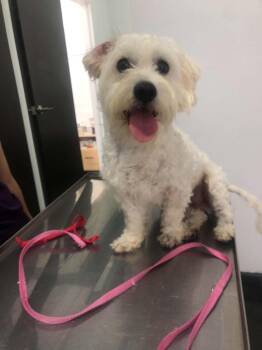 Pippin -  Maltese and Poodle Dog for Adoption in Escondido, California - Pippin | PetCurious