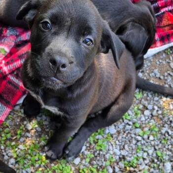 Yahtzee -  Mixed Breed Dog for Adoption in Glenfield, New York - Yahtzee | PetCurious
