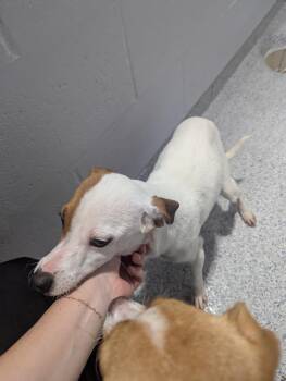 Jack Russell Terrier Dogs Available for Adoption - Nelly15432 | PetCurious