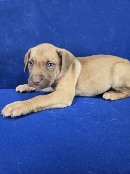 Rescue Mixed Breed Dogs for Adoption in Ruston, Louisiana - Toys R Us | PetCurious