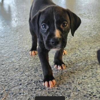 Waffles -  Bluetick Coonhound and Pit Bull Terrier Dog for Adoption in Chesapeake, Virginia - Waffles | PetCurious
