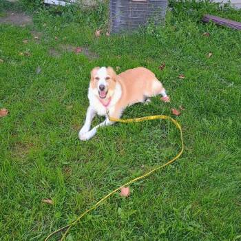 Rescue Australian Shepherd Dogs for Adoption in Blair, Wisconsin - Zoey | PetCurious
