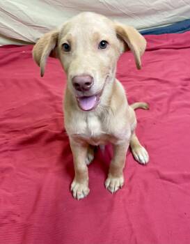 Hello -  Yellow Labrador Retriever Dog for Adoption in Lacon, Illinois - Hello | PetCurious