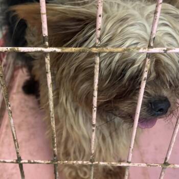 Toffee T -  Mixed Breed Dog for Adoption in Philadelphia, Pennsylvania - Toffee T | PetCurious