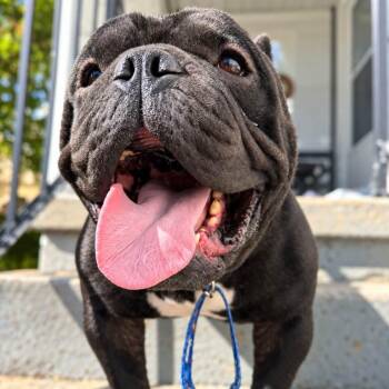 Chops -  English Bulldog and American Bulldog Dog for Adoption in Shinnston, West Virginia - Chops | PetCurious
