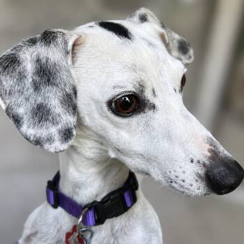 Ajax -  Dachshund and Mixed Breed Dog for Adoption in Boerne, Texas - Ajax | PetCurious