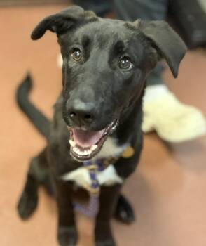 Dalton -  Labrador Retriever and Shepherd Dog for Adoption in Oakland, California - Dalton | PetCurious