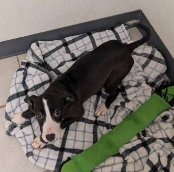 Bissell -  Mixed Breed Dog for Adoption in Osage Beach, Missouri - Bissell | PetCurious