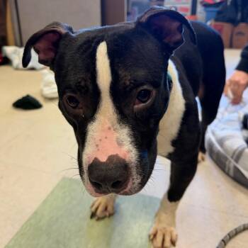 English Bulldog and Mixed Breed Dogs Available for Adoption - Tippett | PetCurious